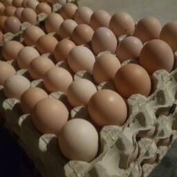 تخم مرغ گلپایگانی vitalux دربسته بندی 6 و 9 عددی وبه صورت عمده غنی شده با ویتامین E و سلنیوم به صورت تضمینی  به کل ایران