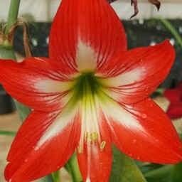 پیاز گل آماریلیس هلندی قرمز ، سایز متوسط دو تا سه ساله،بسیار باکیفیت ارسال از طریق تیپاکس پس کرایه 