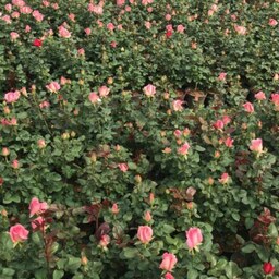 گل رز هلندی کیفیت عالی و مناسب فضای بیرونی و باغچه 