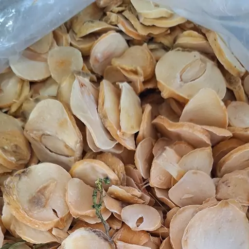 موسیر کوهی