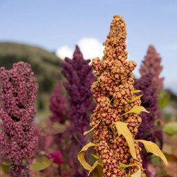 بذر گیاه کینوآ  یا خاویار گیاهی - Quinoa Seed