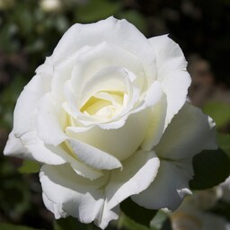 بذر گل رز سفید - White Rose Seed