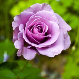 بذر گل رز بنفش - violet Rose Seed