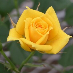 بذر گل رز زرد - Yellow Rose Seed