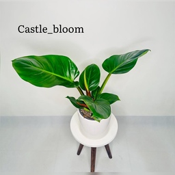 گیاه طبیعی فیلودندرون سبز با برگ های پهن گلدان سطل 4 
