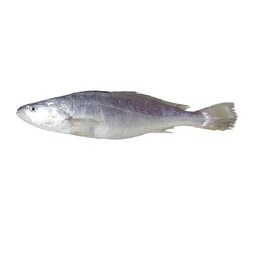 ماهی شوریده تازه ریز، متوسط و درشت  