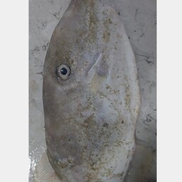 ماهی صافی هندی چپ راسته صید روز قشم قیمت ب روز