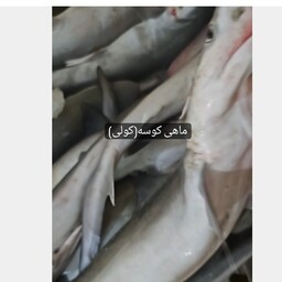 ماهی کولی قشم صید روز قشم قیمت ب روز 