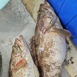 ماهی هامور  صید روز قشم قیمت ب روز
