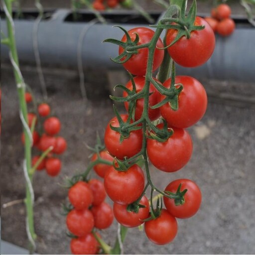  بذر گوجه فرنگی ایلارا هیبرید فوق پربار بسته 5 عددی 
