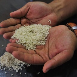 برنج محلی لنجان اصفهان (1 کیلوگرم)ارسال رایگان