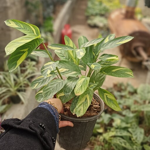 مارانتا ابلق(طاووسی)-گیاهان آپارتمانی، پسکرایه