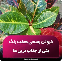 گل کروتن رسمی ابلق جذاب 