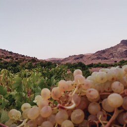 مویز قرمز روستای لایزنگان