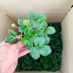 پک 9تایی بوته گیاه توت فرنگی سایز 12 هزینه ارسال بصورت پس کرایه 