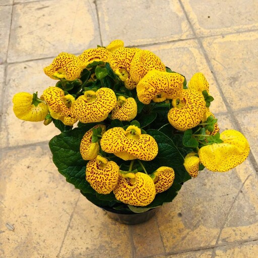 گل گوشواره ای یا گیاه فوشیا یا گل آویز منگوله ای پفکی گیاه زینتی کمیاب سایز 14 هزینه ارسال بصورت پس کرایه با مشتری 