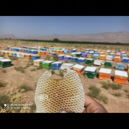 عسل  طبیعی. انواع اصل ها و محصولات زنبور 