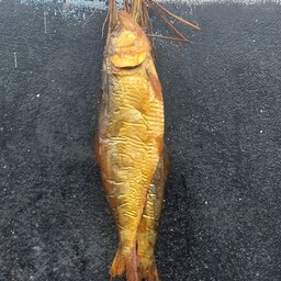 ماهی دودی زالون روغنی- 300 تا 700 گرمی  (به قیمت کل فروشی)