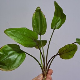 گیاه آکواریوم و پلنت آچینودوروس