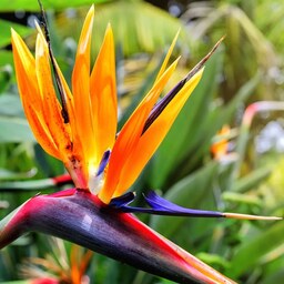 پرنده بهشتی استرلیا Bird of paradise سایز بزرگ چهار  بوته 70 سانتی سطل 10