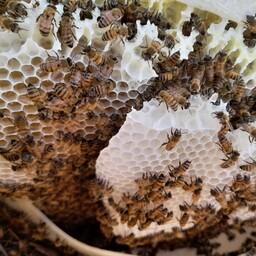 عسل طبیعی با موم خود بافت