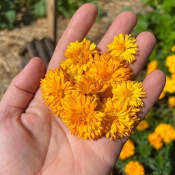 بذر گل همیشه بهار   Calendula officinalis