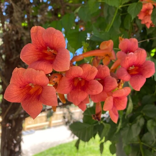 بذر پیچک گل اناری  Trumpet Vine