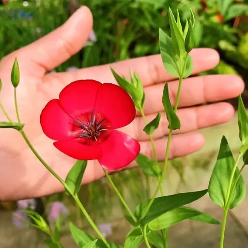 بذر گل کتان قرمز  Linum grandiflorum