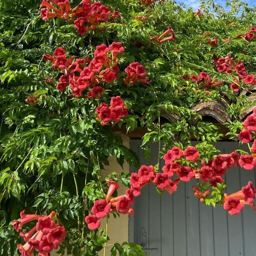 بذر پیچک گل اناری  Trumpet Vine