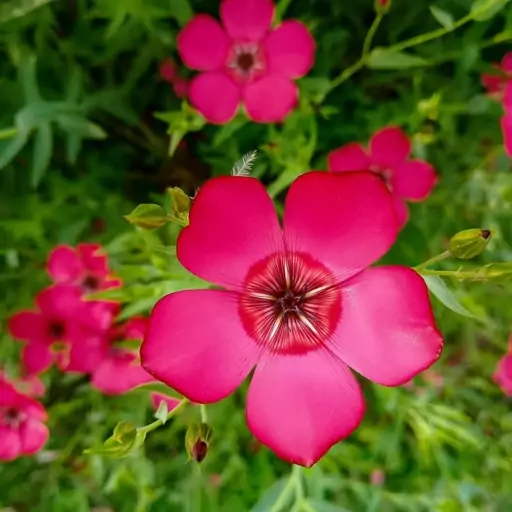 بذر گل کتان قرمز  Linum grandiflorum