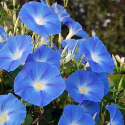 بذر نیلوفر آبی  اسکای(Morning glory( blue sky