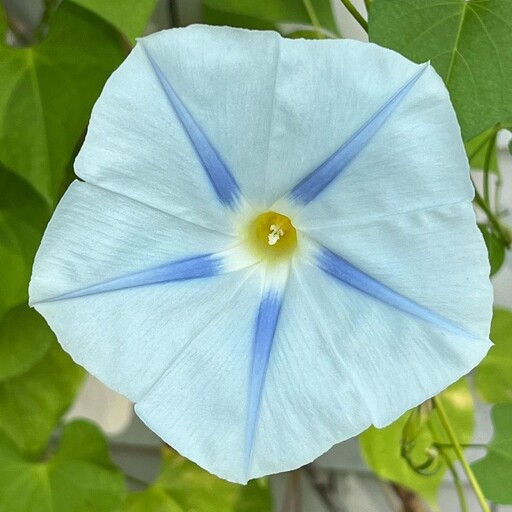 بذر پیچک نیلوفر ایسمای  Morning Glory (Ipomoea Ismay) 