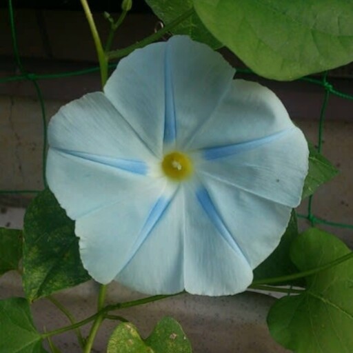 بذر پیچک نیلوفر ایسمای  Morning Glory (Ipomoea Ismay) 