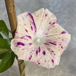 Morning Glory (Ipomoea nil Red Speckled)