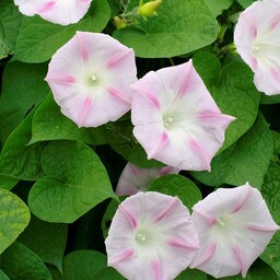 بذر پیچک نیلوفر آبنبات صورتی Morning Glory (Ipomoea Candy pink) 