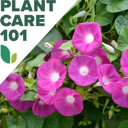 بذر نیلوفر صورتی Morning Glory (Ipomoea pink)