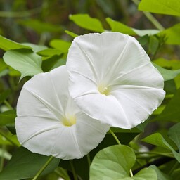 بذر پیچک جنگلی پرچینی Calystegia sepium (Hedge Bindweed)