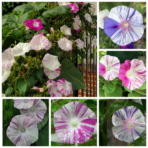 بذر پیچک کارناوال ونیز صورتی  Morning Glory (Ipomoea carnival venice ) 