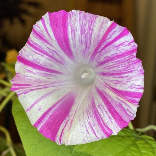 بذر پیچک کارناوال ونیز صورتی  Morning Glory (Ipomoea carnival venice ) 