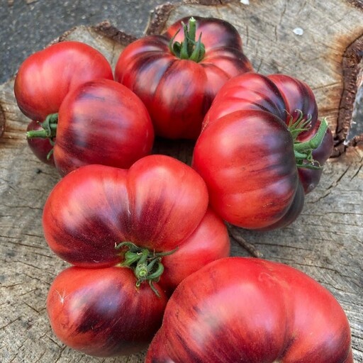  بذر گوجه بلو بیوتی Blue beauty tomatoes 