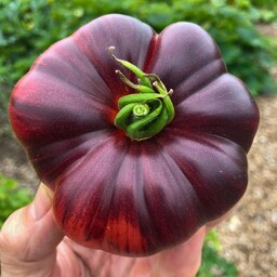  بذر گوجه بلو بیوتی Blue beauty tomatoes 