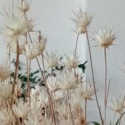 گل خشک زیبا یا گل گندمین برای تزئینات مطب منزل محل کار  