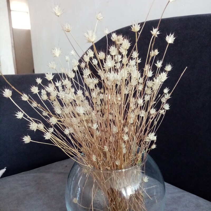 گل خشک زیبا یا گل گندمین برای تزئینات مطب منزل محل کار  