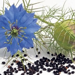 روغن سیاه دانه هندی
نام علمی                    NigellaSativa-Oil
تولید شده از             بذر
طبع    گرم و خشک درجه 2