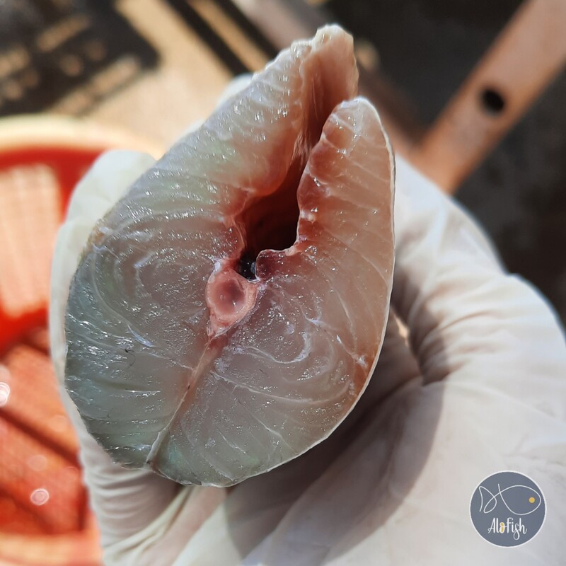 ماهی شیر نیزه ای ( دوولمی دم زرد ) پک 3 کیلویی