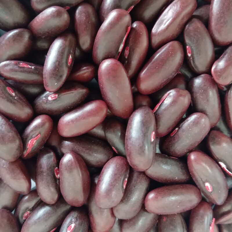 بذر لوبیا سبز  پروسیدز  هلند رقم سانری مناسب جهت کشت خانگی