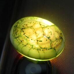 نگین عقیق دراگون تخم اژدها سبز اصل مناسب انگشتری کد15