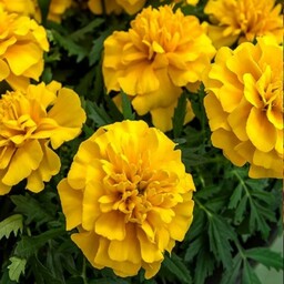 بذر گل جعفری زرد پابلند (50 عددی) 