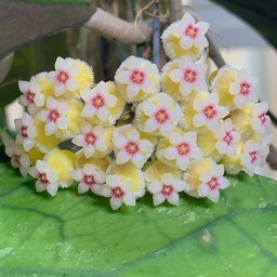 گل هویا پِراک تِدی بِر  اِسپلش   واریته ای ارزشمند و کمیاب گیاهچه   hoya perak teddy bear 