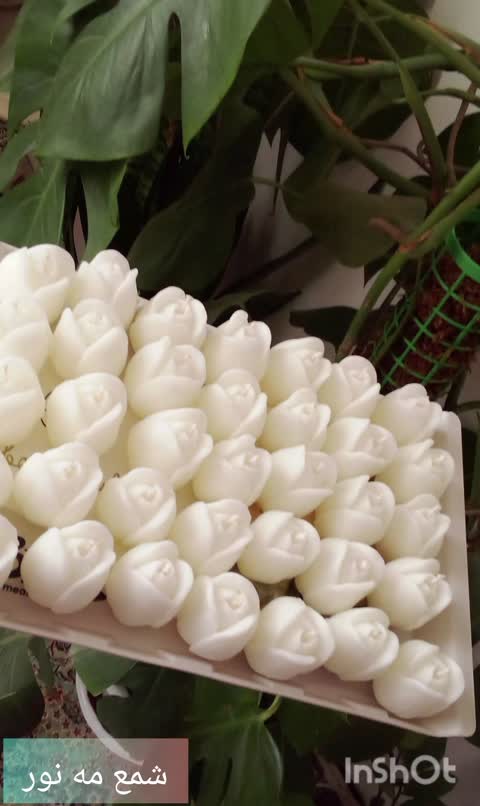 گیفت گل لاله ( قسطی )